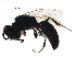  ( - BIOUG17825-F08)  @14 [ ] CreativeCommons - Attribution (2016) CBG Photography Group Centre for Biodiversity Genomics