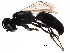  ( - BIOUG18622-G07)  @13 [ ] CreativeCommons - Attribution (2016) CBG Photography Group Centre for Biodiversity Genomics