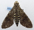  ( - USNM ENT 00196454)  @12 [ ] Unspecified (default): All Rights Reserved  Unspecified National Museum of Natural History, Smithsonian Institution