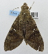  ( - USNM ENT 00196455)  @12 [ ] Unspecified (default): All Rights Reserved  Unspecified National Museum of Natural History, Smithsonian Institution