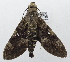  ( - USNM ENT 00196464)  @12 [ ] Unspecified (default): All Rights Reserved  Unspecified National Museum of Natural History, Smithsonian Institution