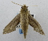  ( - USNM ENT 00196484)  @13 [ ] Unspecified (default): All Rights Reserved  Unspecified National Museum of Natural History, Smithsonian Institution