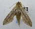  ( - USNM ENT 00196485)  @13 [ ] Unspecified (default): All Rights Reserved  Unspecified National Museum of Natural History, Smithsonian Institution