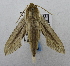  ( - USNM ENT 00196487)  @13 [ ] Unspecified (default): All Rights Reserved  Unspecified National Museum of Natural History, Smithsonian Institution