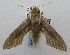  ( - USNM ENT 00196488)  @14 [ ] Unspecified (default): All Rights Reserved  Unspecified National Museum of Natural History, Smithsonian Institution