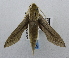  ( - USNM ENT 00196489)  @13 [ ] Unspecified (default): All Rights Reserved  Unspecified National Museum of Natural History, Smithsonian Institution