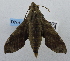  ( - USNM ENT 00196521)  @12 [ ] Unspecified (default): All Rights Reserved  Unspecified National Museum of Natural History, Smithsonian Institution