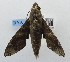  ( - USNM ENT 00196522)  @12 [ ] Unspecified (default): All Rights Reserved  Unspecified National Museum of Natural History, Smithsonian Institution