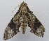  ( - USNM ENT 00196530)  @12 [ ] Unspecified (default): All Rights Reserved  Unspecified National Museum of Natural History, Smithsonian Institution