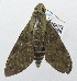  ( - USNM ENT 00196533)  @13 [ ] Unspecified (default): All Rights Reserved  Unspecified National Museum of Natural History, Smithsonian Institution