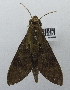  ( - USNM ENT 00196538)  @13 [ ] Unspecified (default): All Rights Reserved  Unspecified National Museum of Natural History, Smithsonian Institution
