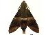  ( - USNM ENT 00196759)  @13 [ ] Copyright (2010) Unspecified Smithsonian Institution