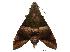  (Atemnora westermannii - USNM ENT 00196760)  @14 [ ] Copyright (2010) Unspecified Smithsonian Institution