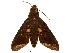  ( - USNM ENT 00196761)  @12 [ ] Copyright (2010) Unspecified Smithsonian Institution