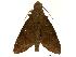  ( - USNM ENT 00196763)  @13 [ ] Copyright (2010) Unspecified Smithsonian Institution