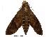  ( - USNM ENT 00196769)  @12 [ ] Copyright (2010) Unspecified Smithsonian Institution