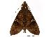 ( - USNM ENT 00196771)  @12 [ ] Copyright (2010) Unspecified Smithsonian Institution