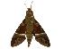  (Nephele rosae rosae - USNM ENT 00196800)  @14 [ ] Copyright (2010) Unspecified Smithsonian Institution