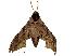  ( - USNM ENT 00196814)  @13 [ ] Copyright (2010) Unspecified Smithsonian Institution