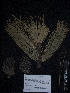  ( - PNCA241)  @11 [ ] CreativeCommons - Attribution Non-Commercial Share-Alike (2012) David Sebastian Gernandt Universidad Nacional Autonoma de Mexico, Instituto de Biologia