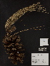  ( - PNCA229)  @12 [ ] CreativeCommons - Attribution Non-Commercial Share-Alike (2009) David Sebastian Gernandt Universidad Nacional Autonoma de Mexico, Instituto de Biologia