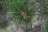  ( - PNCA260)  @11 [ ] CreativeCommons - Attribution Non-Commercial Share-Alike (2009) David Sebastian Gernandt Universidad Nacional Autonoma de Mexico, Instituto de Biologia