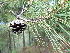  ( - PNCA164)  @11 [ ] CreativeCommons - Attribution Non-Commercial Share-Alike (2009) David Sebastian Gernandt Universidad Nacional Autonoma de Mexico, Instituto de Biologia