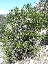  ( - PNCA280)  @11 [ ] CreativeCommons - Attribution Non-Commercial Share-Alike (2009) David Sebastian Gernandt Universidad Nacional Autonoma de Mexico, Instituto de Biologia