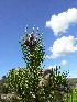  ( - PNCA281)  @11 [ ] CreativeCommons - Attribution Non-Commercial Share-Alike (2009) David Sebastian Gernandt Universidad Nacional Autonoma de Mexico, Instituto de Biologia