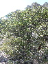  ( - PNCA281)  @11 [ ] CreativeCommons - Attribution Non-Commercial Share-Alike (2009) David Sebastian Gernandt Universidad Nacional Autonoma de Mexico, Instituto de Biologia