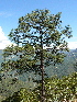  ( - PNCA0139)  @14 [ ] CreativeCommons - Attribution Non-Commercial Share-Alike (2009) David Sebastian Gernandt Universidad Nacional Autonoma de Mexico, Instituto de Biologia