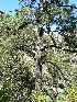  ( - PNCA0139)  @14 [ ] CreativeCommons - Attribution Non-Commercial Share-Alike (2009) David Sebastian Gernandt Universidad Nacional Autonoma de Mexico, Instituto de Biologia