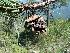  ( - PNCA0139)  @12 [ ] CreativeCommons - Attribution Non-Commercial Share-Alike (2009) David Sebastian Gernandt Universidad Nacional Autonoma de Mexico, Instituto de Biologia