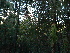  ( - PNCA0142)  @11 [ ] CreativeCommons - Attribution Non-Commercial Share-Alike (2012) David Sebastian Gernandt Universidad Nacional Autonoma de Mexico, Instituto de Biologia