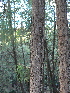  ( - PNCA0142)  @11 [ ] CreativeCommons - Attribution Non-Commercial Share-Alike (2012) David Sebastian Gernandt Universidad Nacional Autonoma de Mexico, Instituto de Biologia