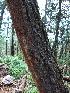  ( - PNCA234)  @12 [ ] CreativeCommons - Attribution Non-Commercial Share-Alike (2009) David Sebastian Gernandt Universidad Nacional Autonoma de Mexico, Instituto de Biologia