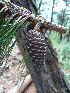  ( - PNCA234)  @12 [ ] CreativeCommons - Attribution Non-Commercial Share-Alike (2009) David Sebastian Gernandt Universidad Nacional Autonoma de Mexico, Instituto de Biologia