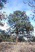  ( - PNCA238)  @11 [ ] CreativeCommons - Attribution Non-Commercial Share-Alike (2011) David Sebastian Gernandt Universidad Nacional Autonoma de Mexico, Instituto de Biologia