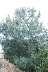  ( - PNCA257)  @11 [ ] CreativeCommons - Attribution Non-Commercial Share-Alike (2011) David Sebastian Gernandt Universidad Nacional Autonoma de Mexico, Instituto de Biologia