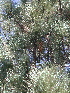  ( - PNCA173)  @14 [ ] CreativeCommons - Attribution Non-Commercial Share-Alike (2002) David Sebastian Gernandt Universidad Nacional Autonoma de Mexico, Instituto de Biologia