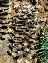  ( - PNCA0054)  @11 [ ] CreativeCommons - Attribution Non-Commercial Share-Alike (2003) David Sebastian Gernandt Universidad Nacional Autonoma de Mexico, Instituto de Biologia
