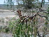  ( - PNCA210)  @11 [ ] CreativeCommons - Attribution Non-Commercial Share-Alike (2004) David Sebastian Gernandt Universidad Nacional Autonoma de Mexico, Instituto de Biologia