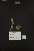  ( - PNCA0057)  @11 [ ] CreativeCommons - Attribution Non-Commercial Share-Alike (2012) David Sebastian Gernandt Universidad Nacional Autonoma de Mexico, Instituto de Biologia