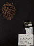  ( - PNCA0091)  @11 [ ] CreativeCommons - Attribution Non-Commercial Share-Alike (2012) David Sebastian Gernandt Universidad Nacional Autonoma de Mexico, Instituto de Biologia
