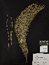  ( - PNCA0091)  @12 [ ] CreativeCommons - Attribution Non-Commercial Share-Alike (2012) David Sebastian Gernandt Universidad Nacional Autonoma de Mexico, Instituto de Biologia