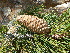  (Pinus attenuata - PNCA0011)  @13 [ ] CreativeCommons - Attribution Non-Commercial Share-Alike (2006) David Sebastian Gernandt Universidad Nacional Autonoma de Mexico, Instituto de Biologia