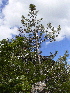  ( - PNCA0011)  @11 [ ] CreativeCommons - Attribution Non-Commercial Share-Alike (2006) David Sebastian Gernandt Universidad Nacional Autonoma de Mexico, Instituto de Biologia