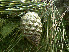  ( - PNCA227)  @11 [ ] CreativeCommons - Attribution Non-Commercial Share-Alike (2006) David Sebastian Gernandt Universidad Nacional Autonoma de Mexico, Instituto de Biologia