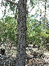  ( - PNCA0018)  @13 [ ] CreativeCommons - Attribution Non-Commercial Share-Alike (2012) David Sebastian Gernandt Universidad Nacional Autonoma de Mexico, Instituto de Biologia