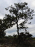  ( - PNCA160)  @12 [ ] CreativeCommons - Attribution Non-Commercial Share-Alike (2006) David Sebastian Gernandt Universidad Nacional Autonoma de Mexico, Instituto de Biologia